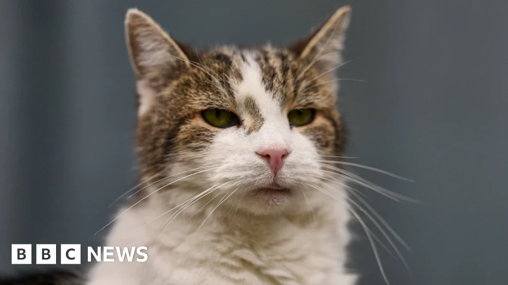 Minister considers banning over-the-counter flea treatments for pets.