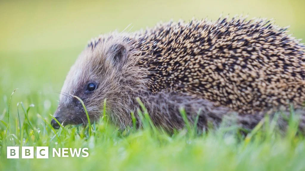 Surrey Wildlife Trust fundraises to bring back wildlife to area.
