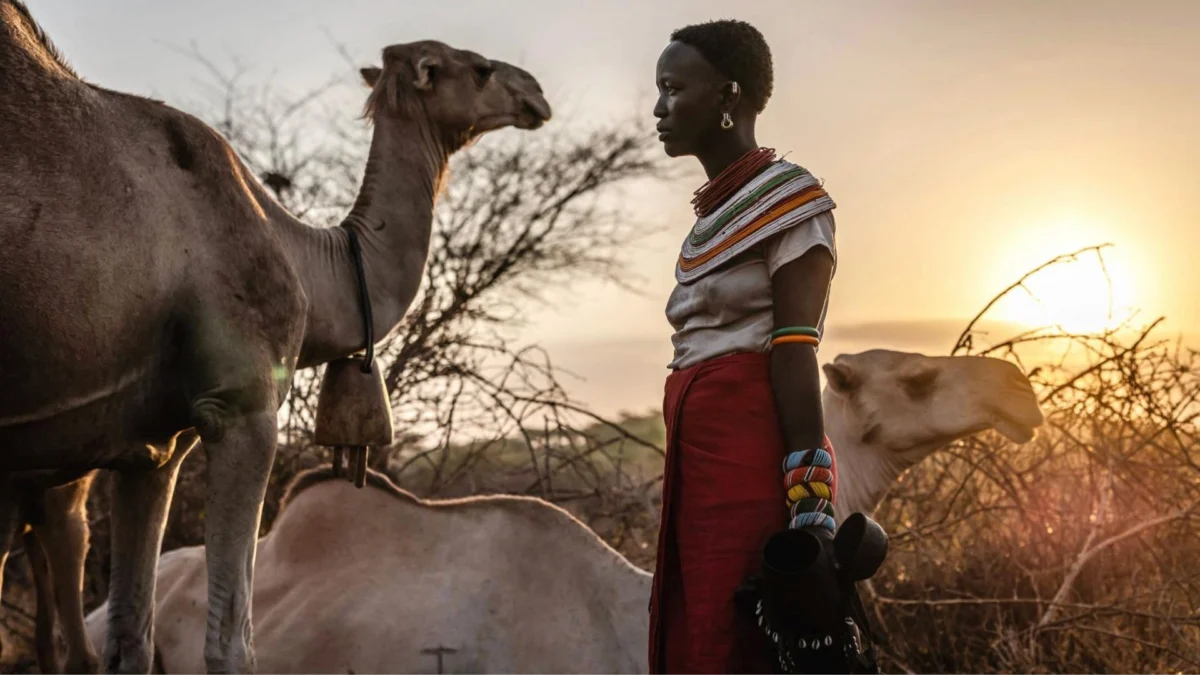 Africa’s camels are dying from extreme heat as temperatures soar.
