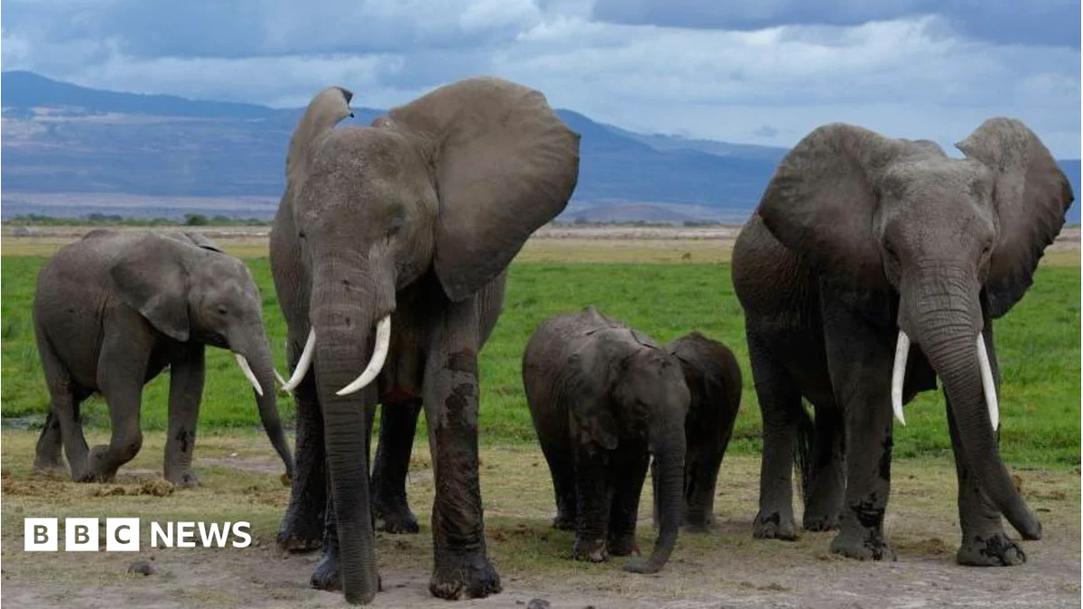 Amboseli elephant deaths: Kenya Wildlife Service suspects pesticide-sprayed tomatoes to be the cause.