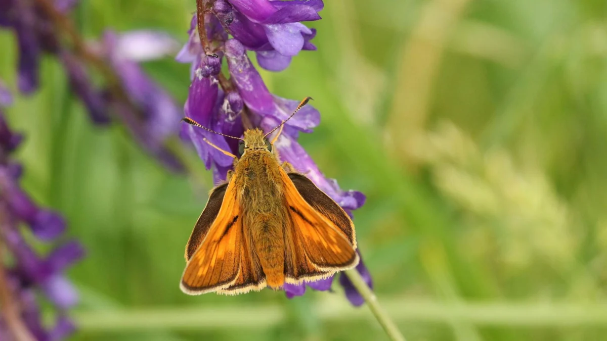 BCP Council urges residents to join the Big Butterfly Count