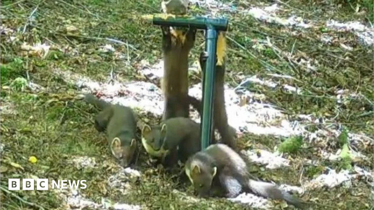 Birth of pine marten kits ‘a fantastic sign’ for Exmoor comeback