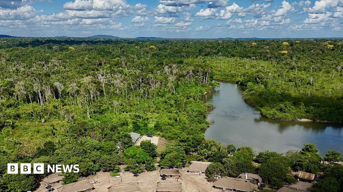 Brazil’s Amazon sees sharp decline of area burned in 2025