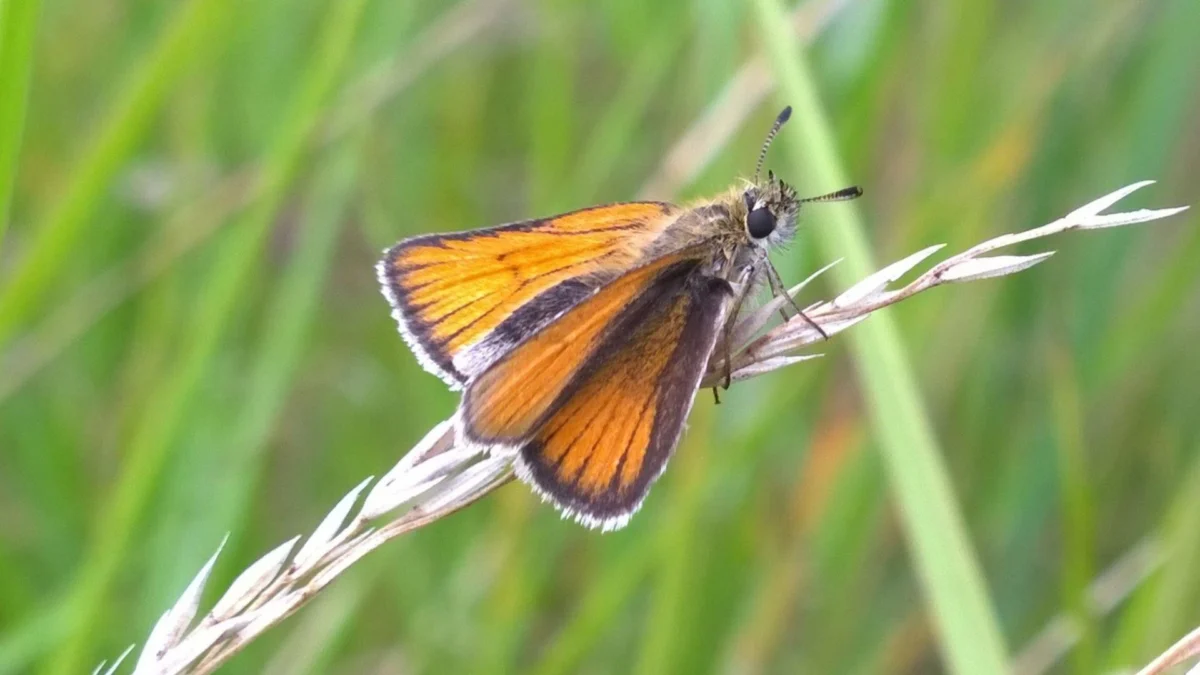 Butterfly city blooms in shadow of Hull’s office blocks