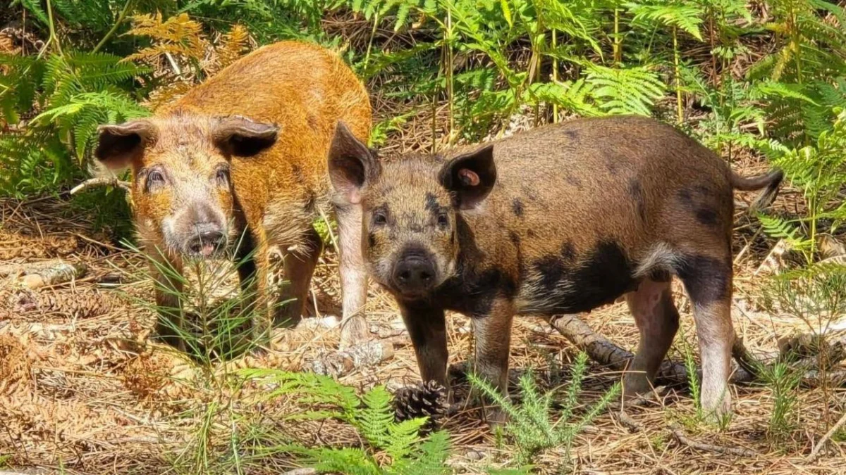 ‘Cheeky’ Mangalitsa pigs restore heathland on Brownsea Island