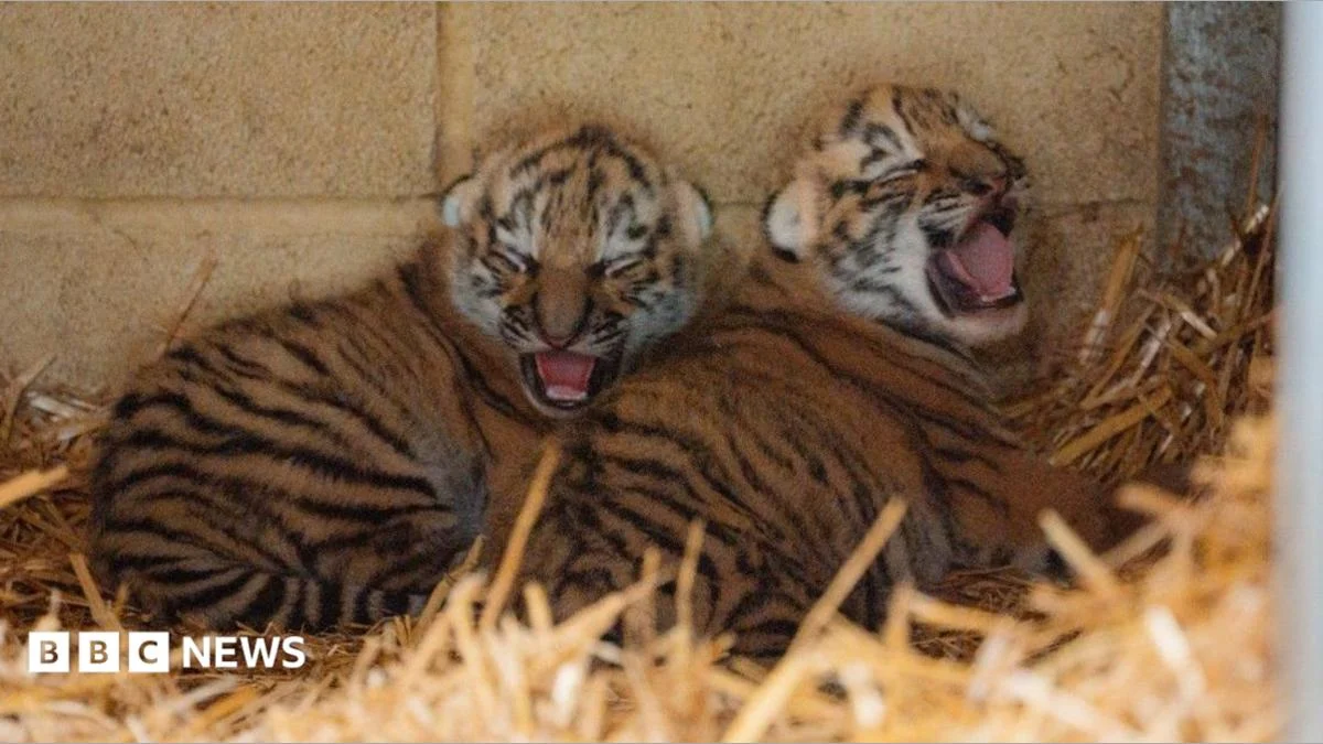Endangered Amur tiger cubs born at Longleat in conservation boost.