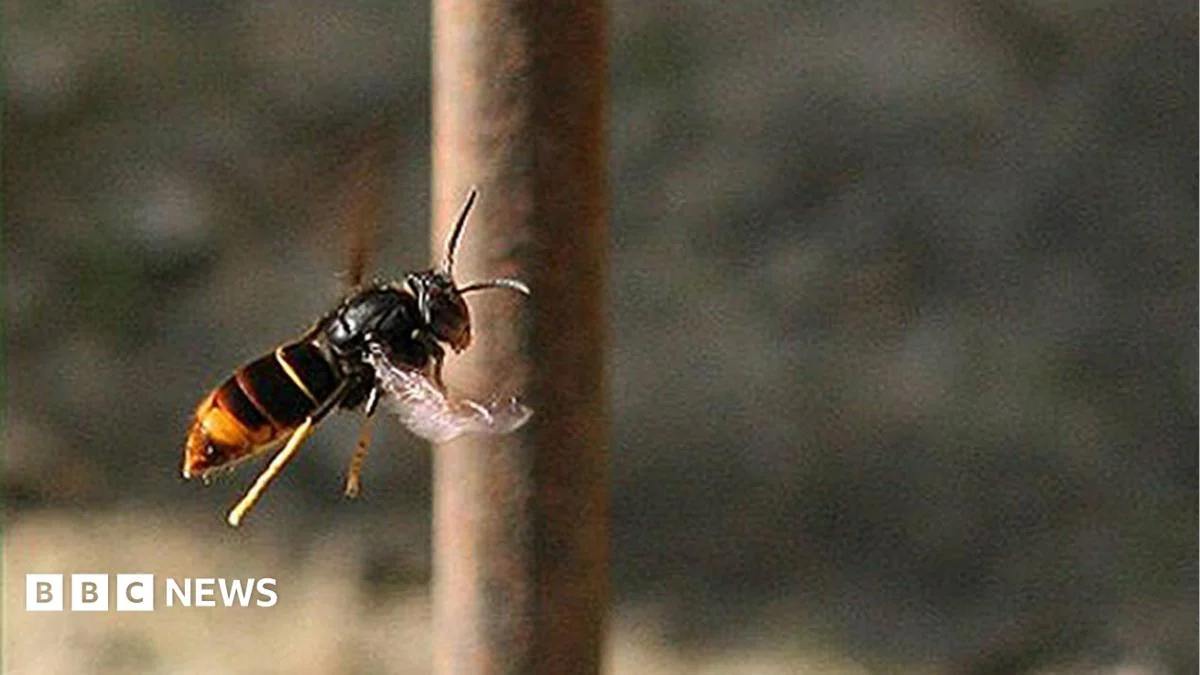 Guernsey residents urged to “track not trample” Asian hornets