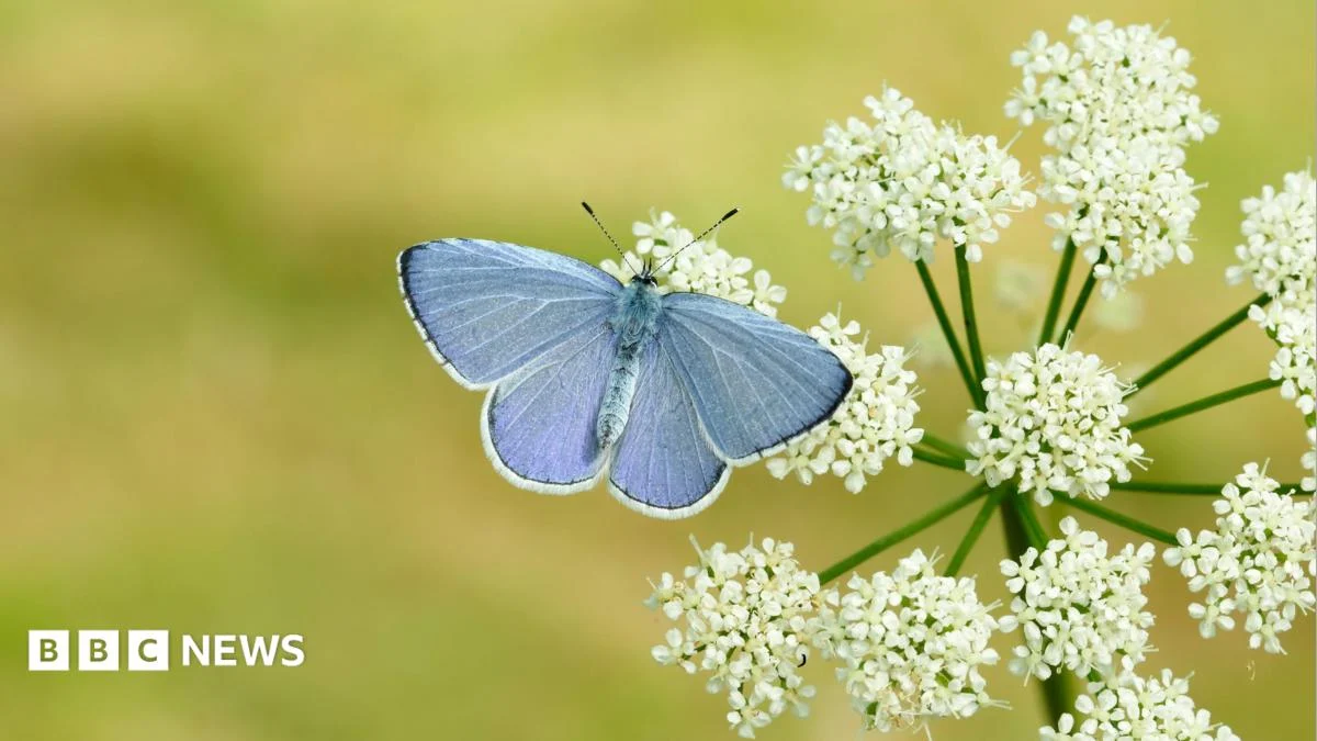 Hot spring may lead to bumper year for butterflies, charity says