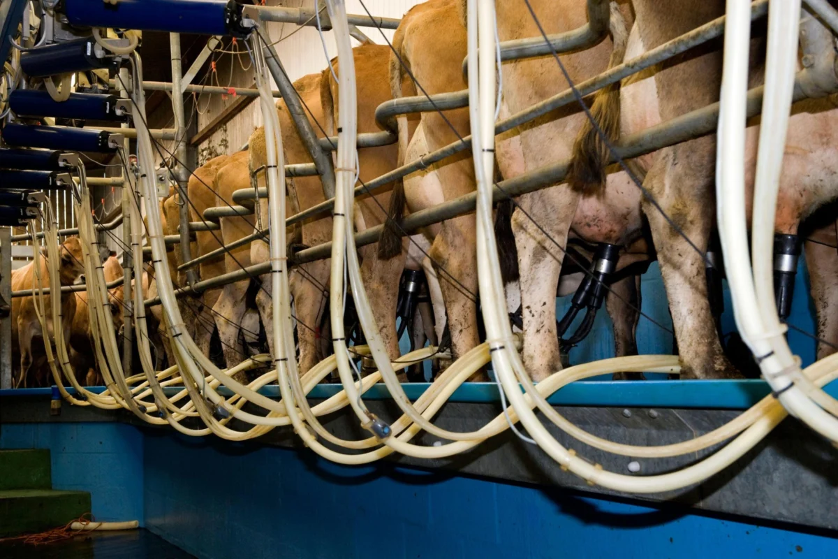 How farmers could fix Wales’ polluted rivers and save money