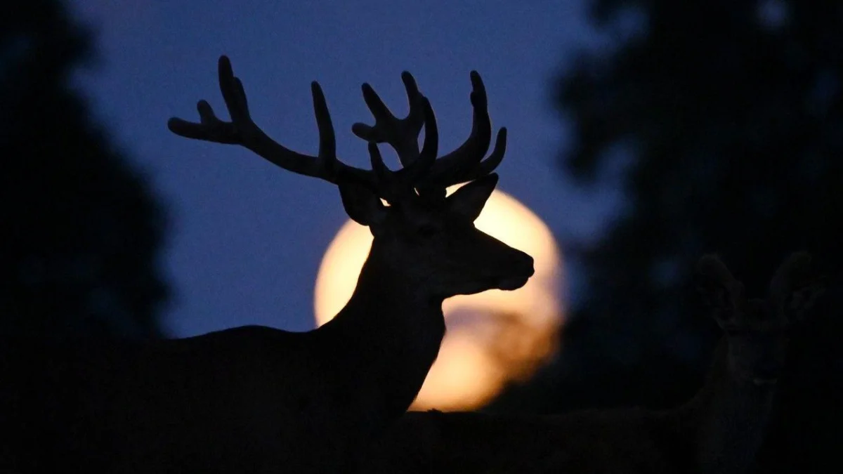 July full Moon: How and when to see the 2026 Buck Moon