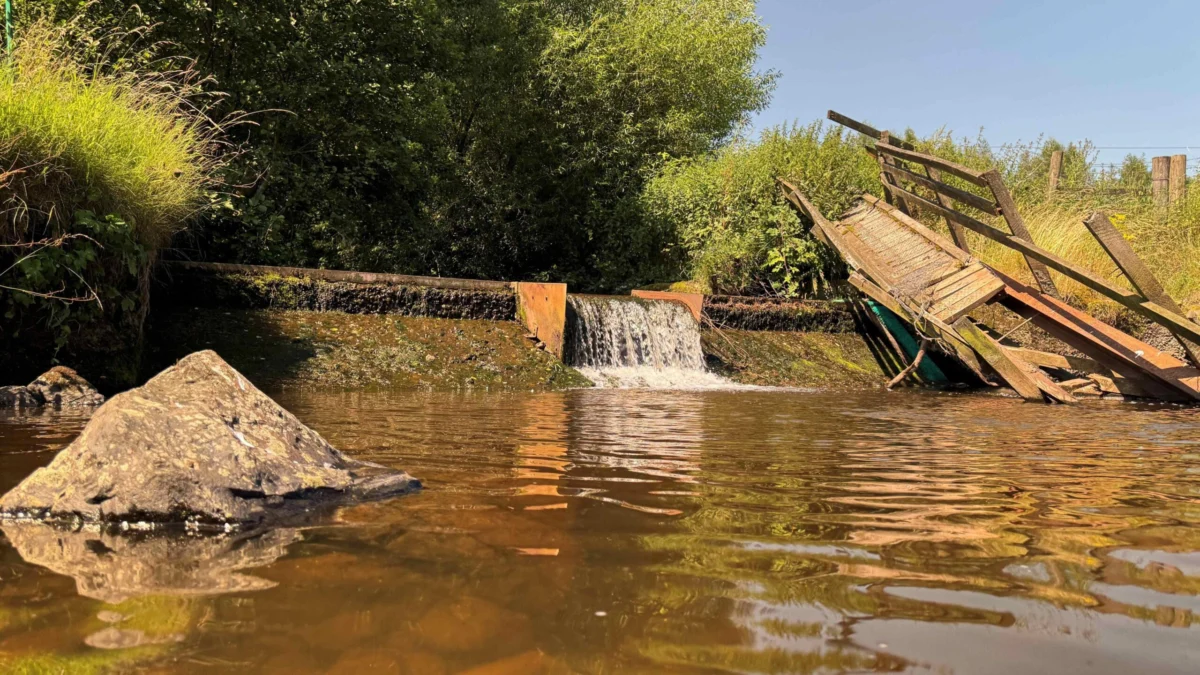 Longtown weir demolished to help endangered eels.