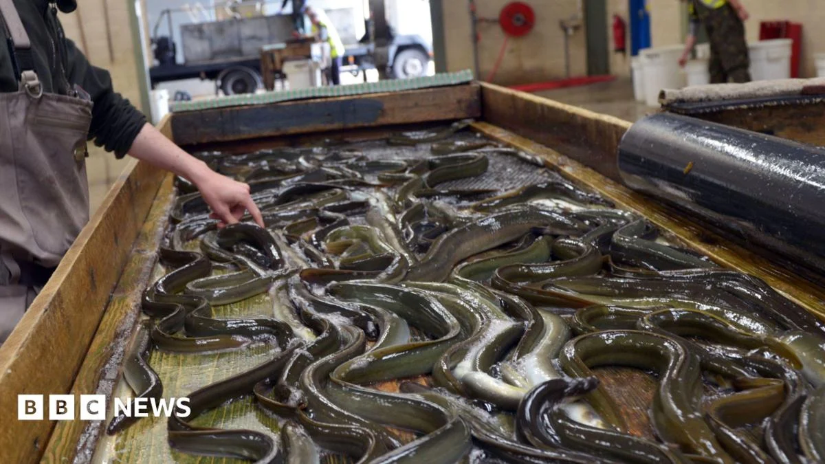 Lough Neagh eels: Prehistoric species fights for survival
