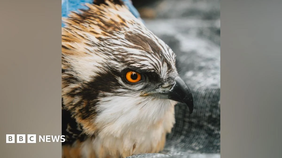 Record number of osprey chicks at Cumbria nature reserve.
