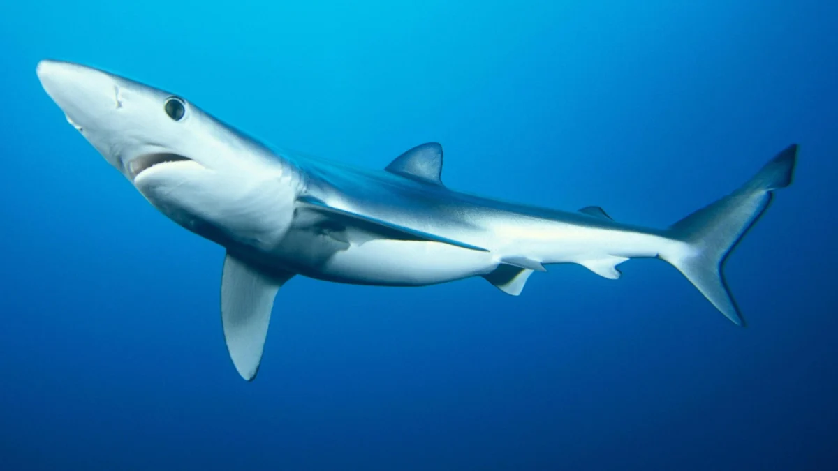 Shark scientists gets £1m to help protect them.