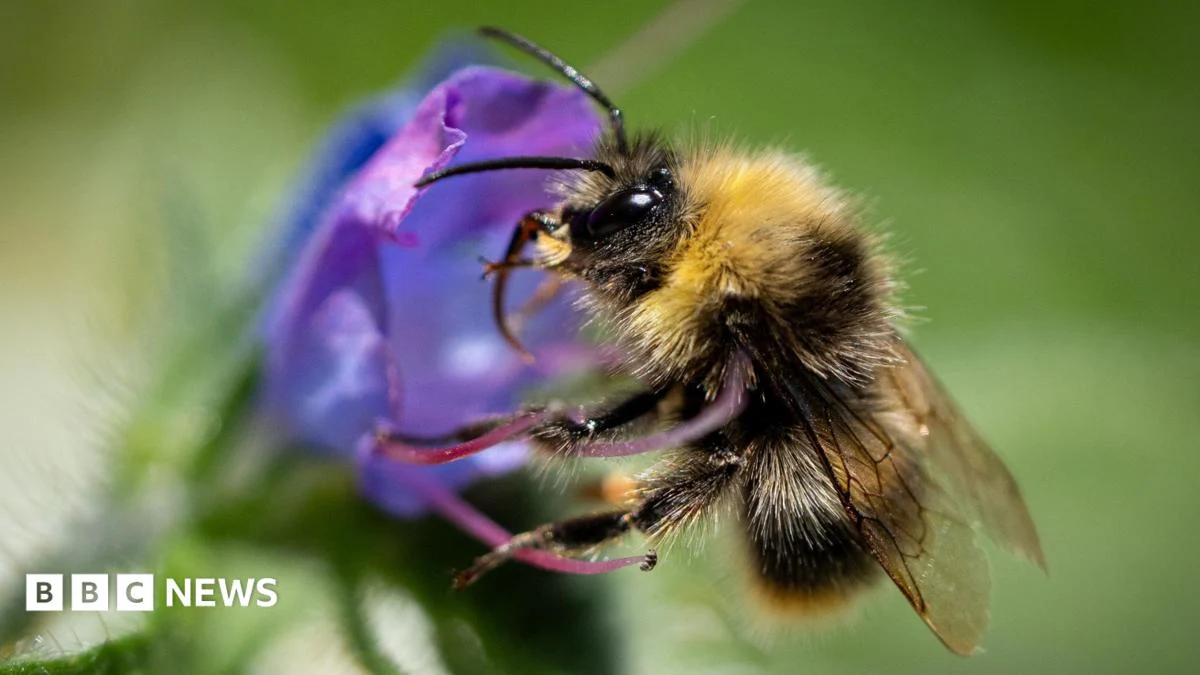UK’s furry bumblebees ‘keeling over’ in heatwaves
