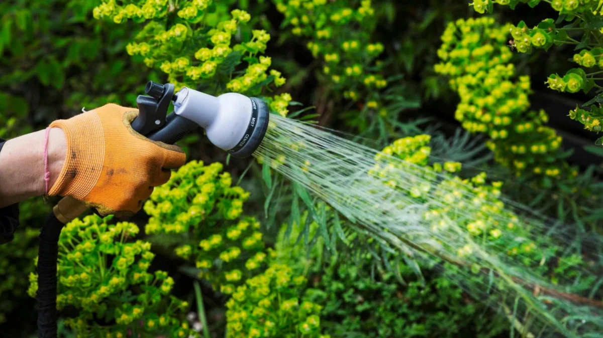 Why are water companies imposing a hosepipe ban?