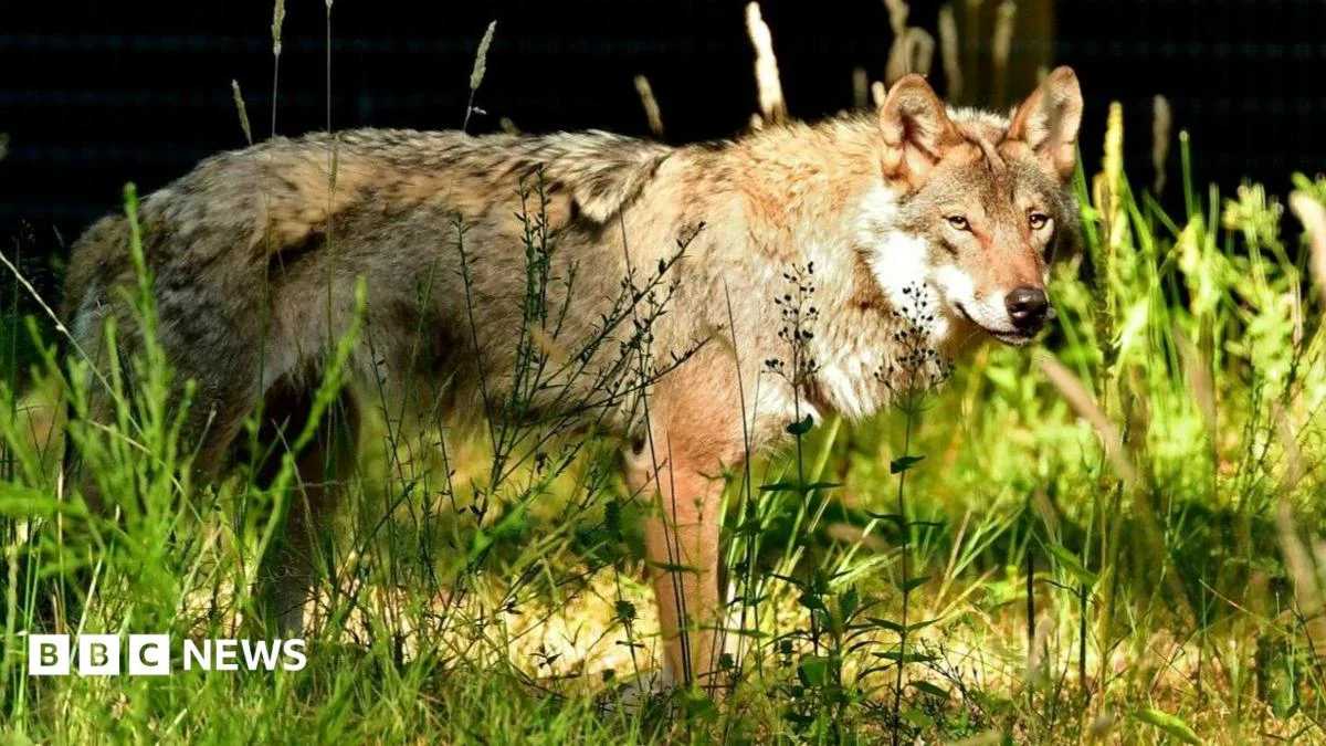 Wolves return to Hampshire park two years after pack deaths