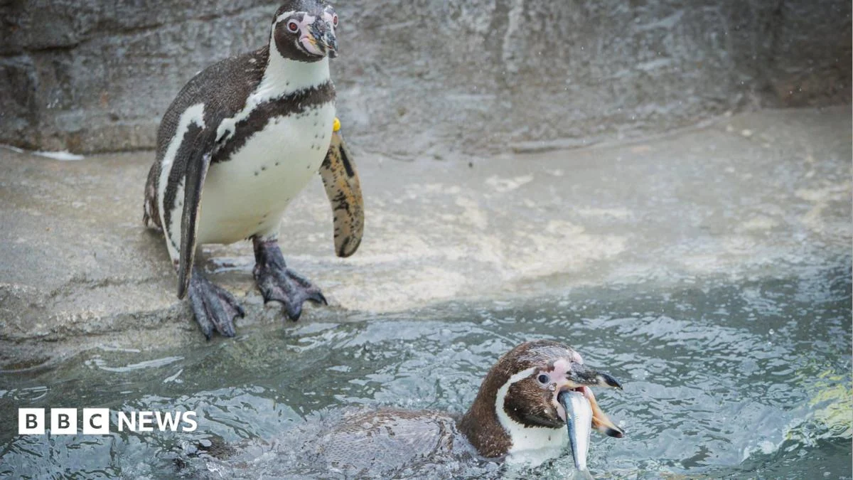 Cornish sardines back on the menu for Paradise Park penguins