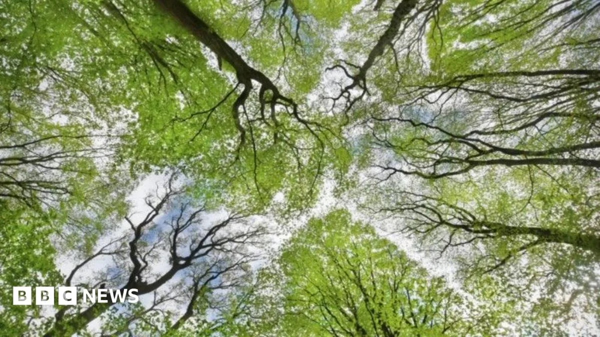 Cornwall forest funding boost as two million trees planted