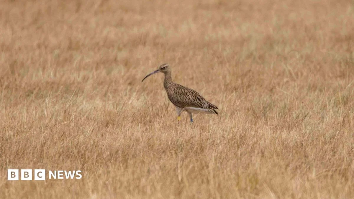 Curlew revival continues at Elmley nature reserve in Kent
