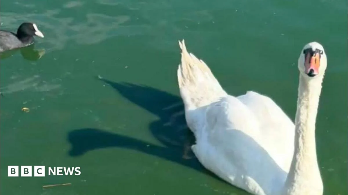 Death of swan family from Canvey Lake leaves residents ‘broken’.