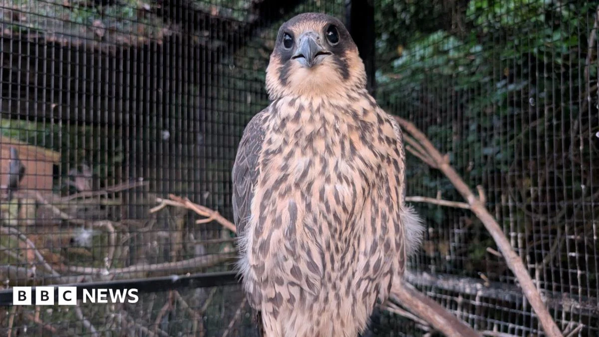 Injured Nottingham peregrine reunion ‘brought tears to eyes’.