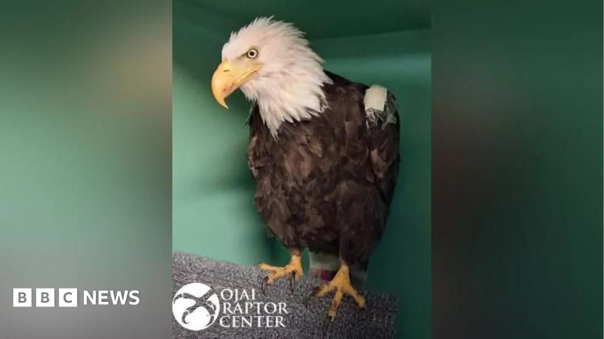 Jackie the bald eagle dies after weeks of intensive care.