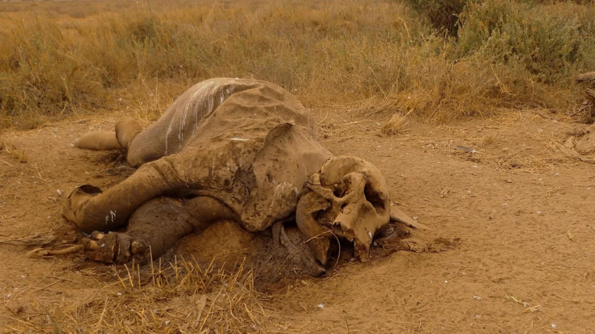 Kenya elephant deaths: Behind the poisoning and the pesticide mystery.