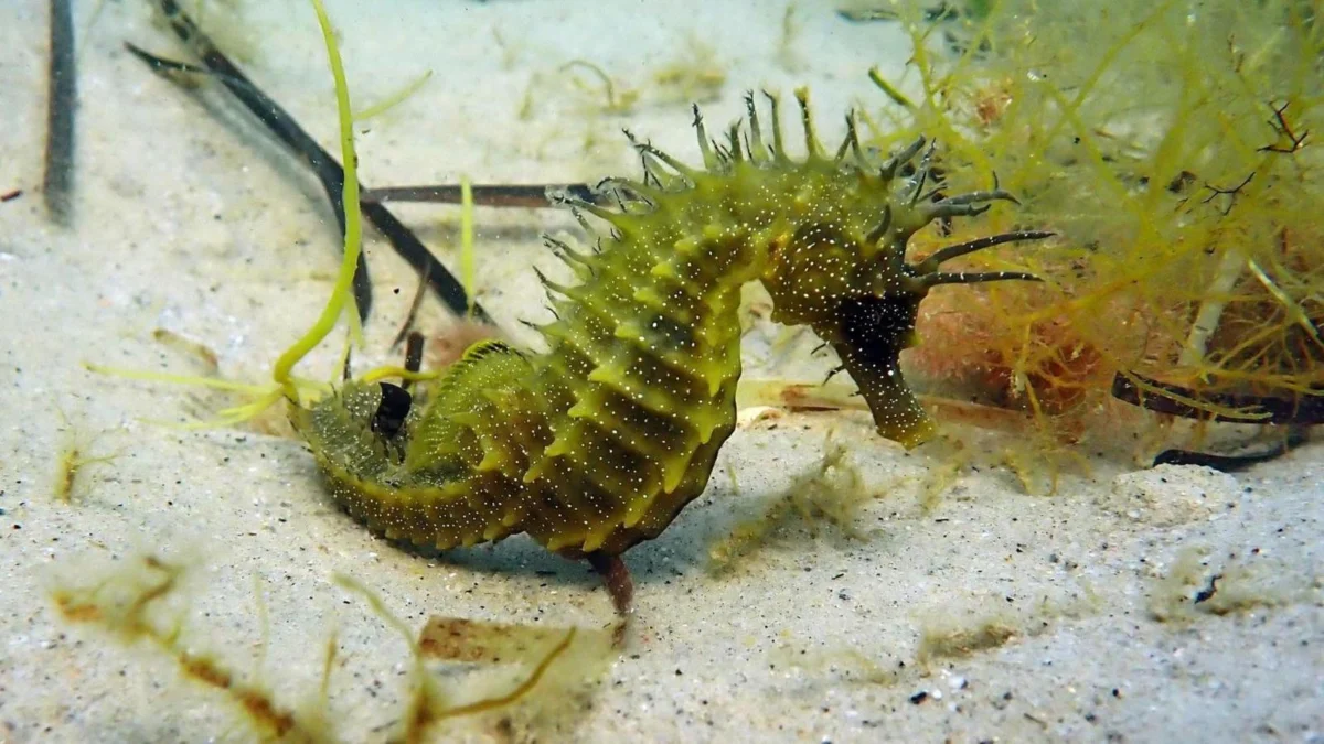 Legal warning after increase in seahorse disturbance