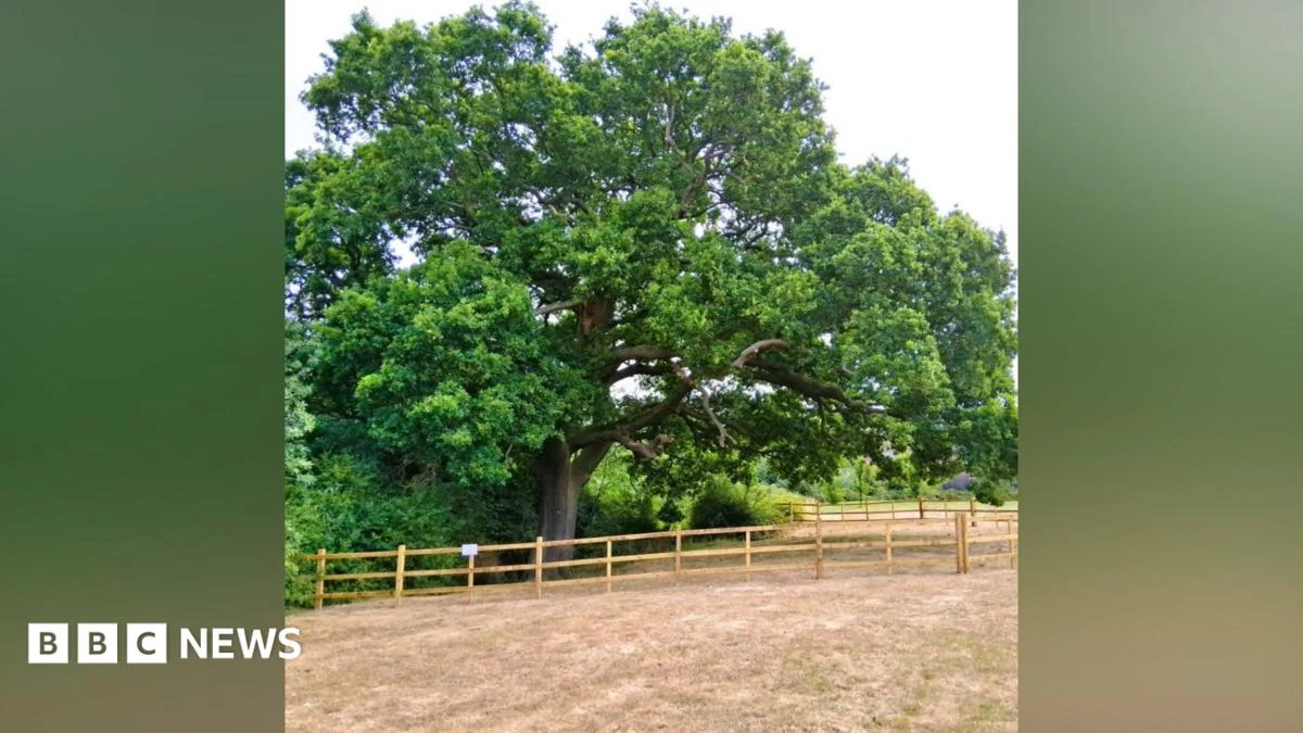Measures in place to protect historic oak tree near Grantham.