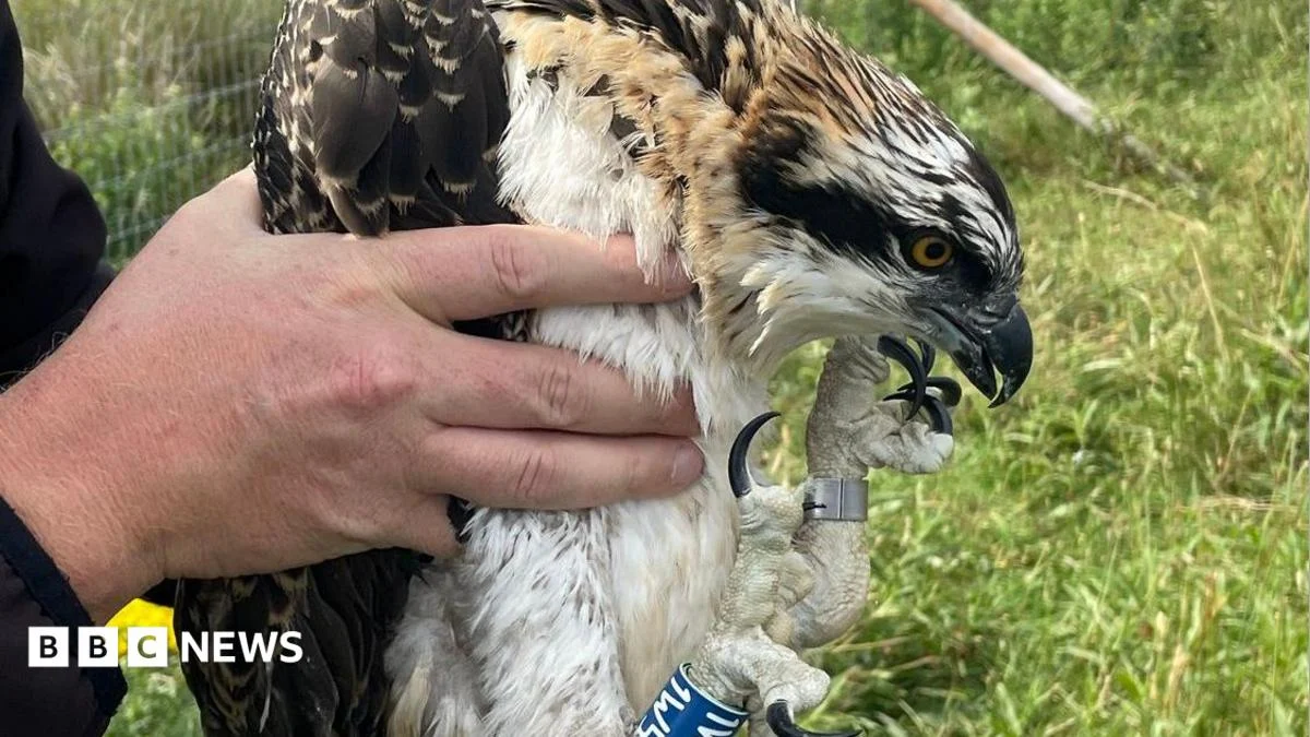 Osprey chicks hatch at RSPB’s Campfield Marsh for first time