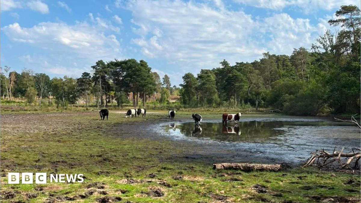 Pond Farm on Wisley Common at “lowest level” for 17 years