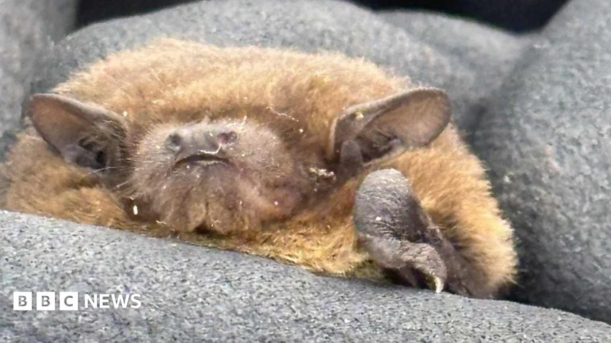 Rare breeding bat found roosting near South Yorkshire reservoir.