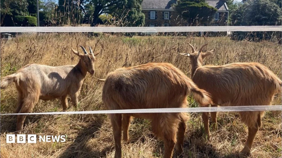 Royal Golden Guernsey goats join conservation cattle herd