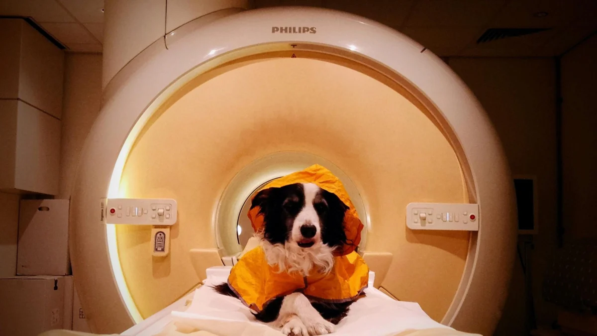 We should smile at our dogs – a new scientific study reveals why