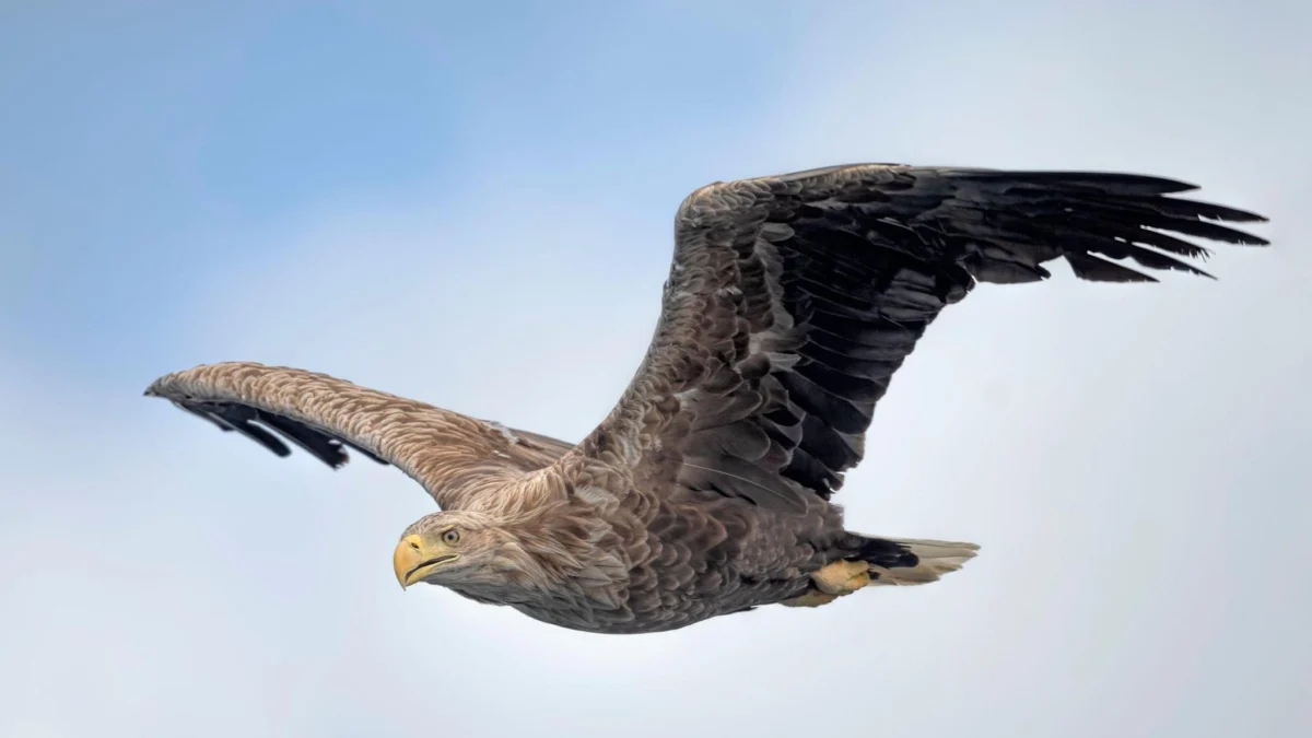 White-tailed eagles released onto Exmoor National Park.