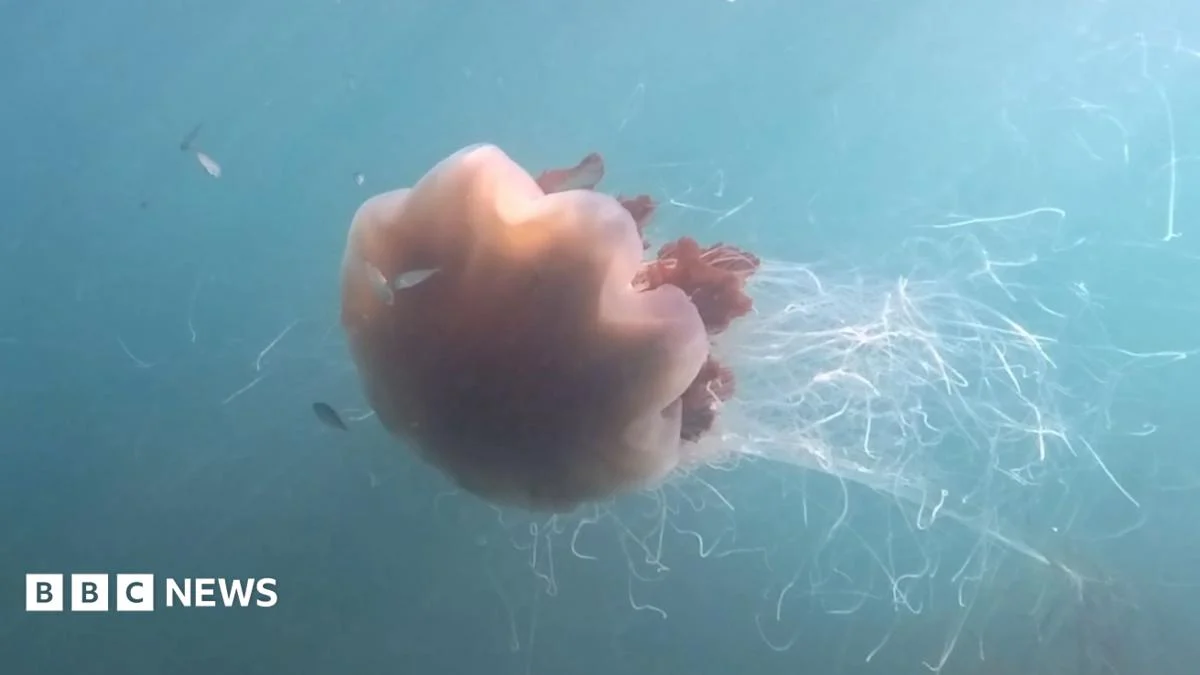 Free diver spots jellyfish the ‘size of a bus’ near Pembrokeshire coastline