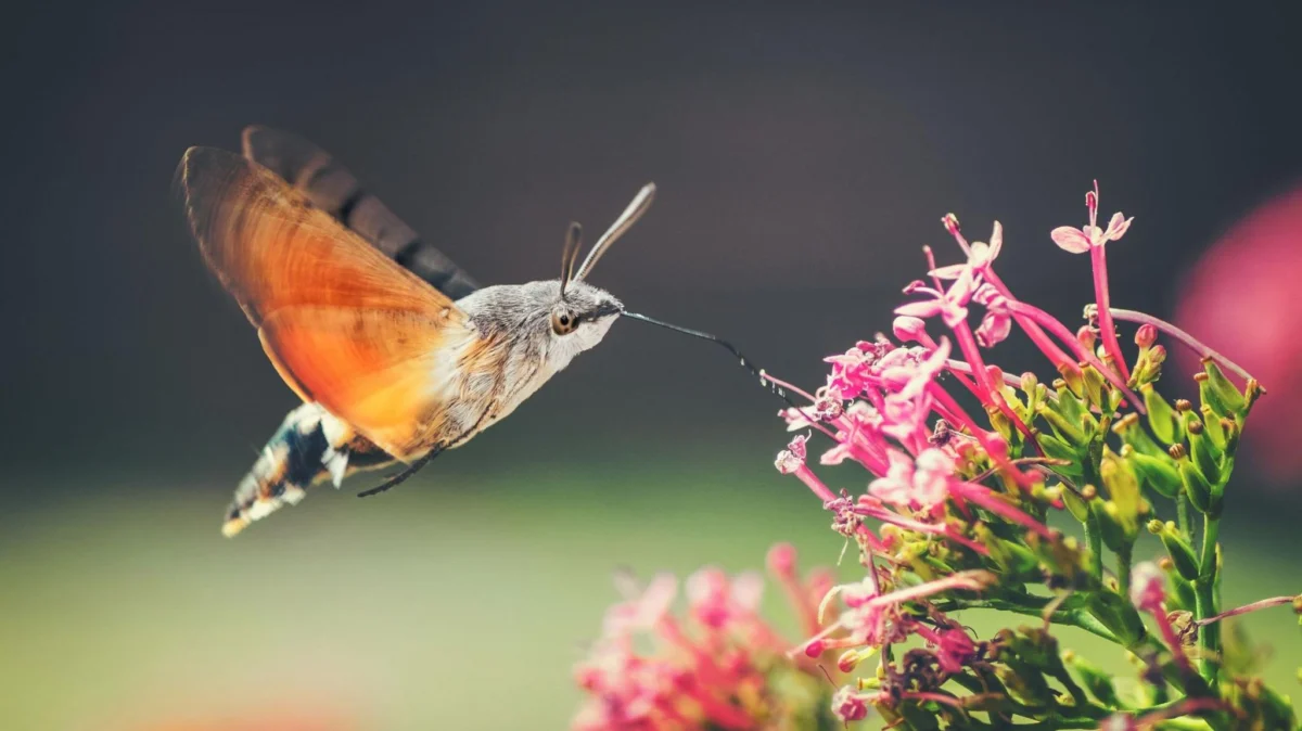 Hummingbird hawk moths and ivy bees: The insects growing in number as temperatures rise.