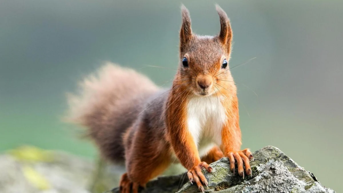 When did grey squirrels start posing a threat to reds in the UK?