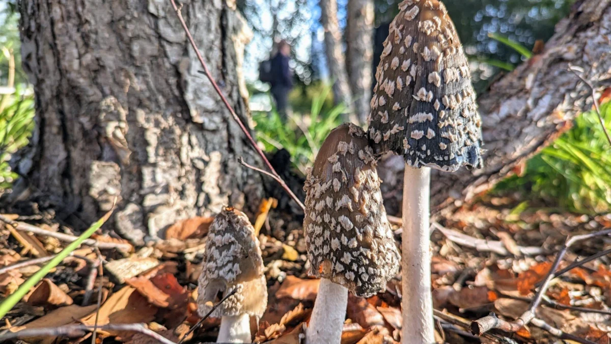 Why families are being urged to look closer on autumn walks