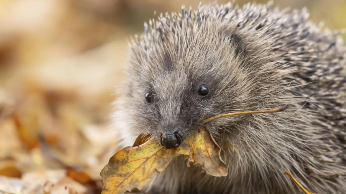 Nature: New strategy to restore protection for nature in Northern Ireland launched